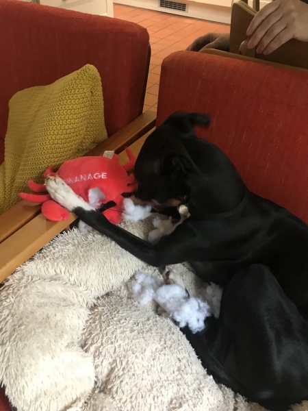 Puppy survival thread part 2