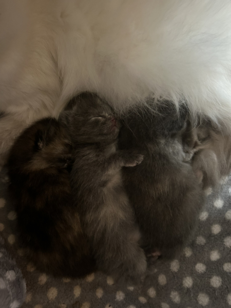 Cat just had kitten help