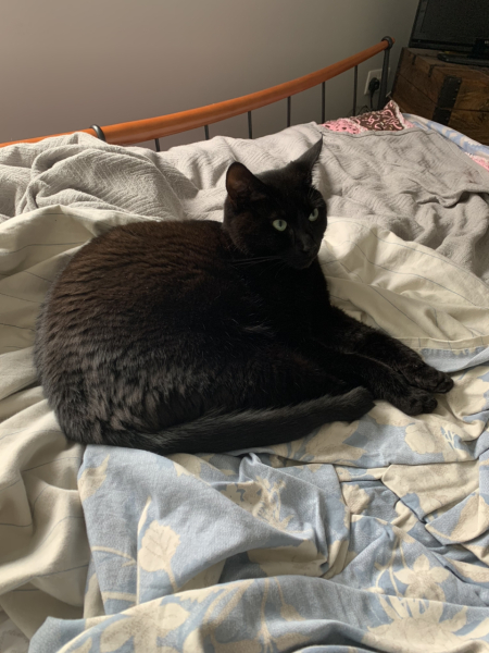 Further Adventures of the Excellent Cats