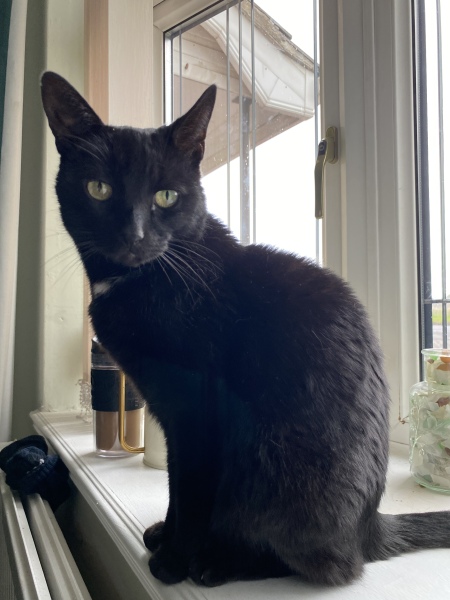 A thread for older cats 10+