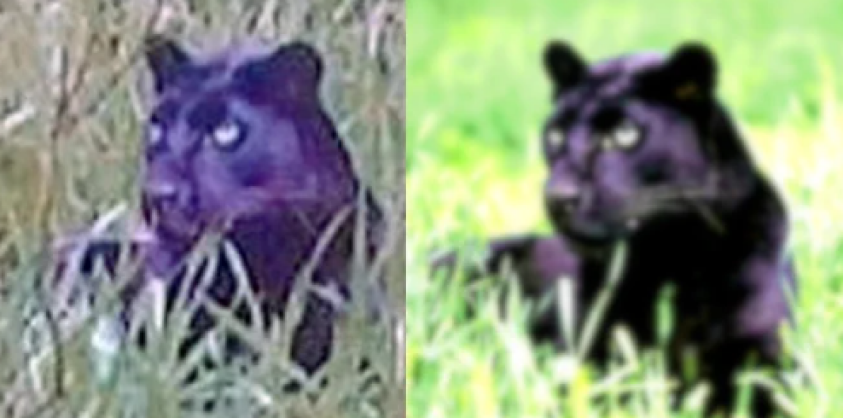 “Possible evidence of big cat in wild in new clearest picture”
