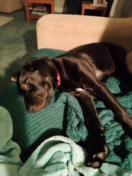 Considering a Labrador pup - new dog owners. What do I need to know?