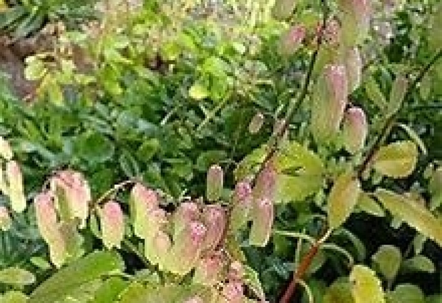 What have you done in the garden today? Part 3