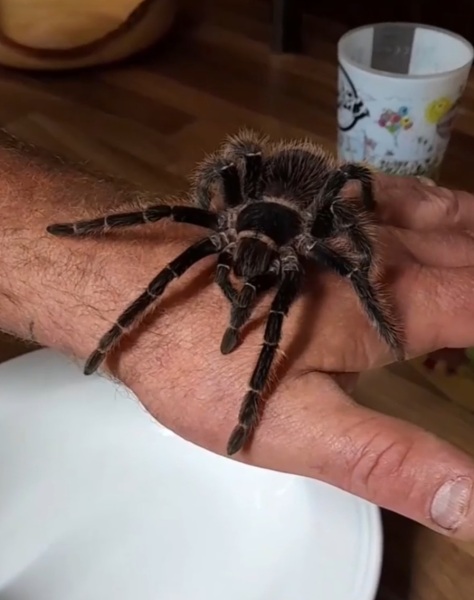 Look at this massive spider (pic warning)