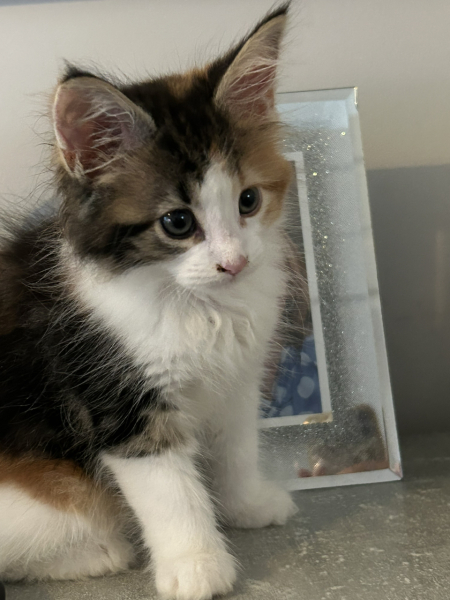 Does anyone want to help me name my new kitten?