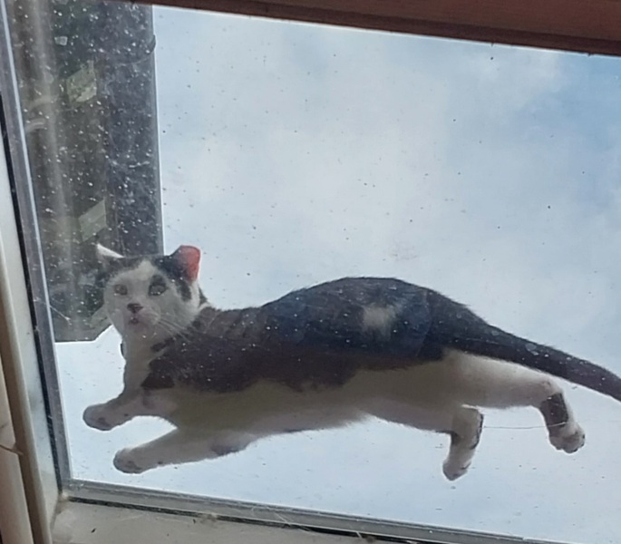 Further Adventures of the Excellent Cats