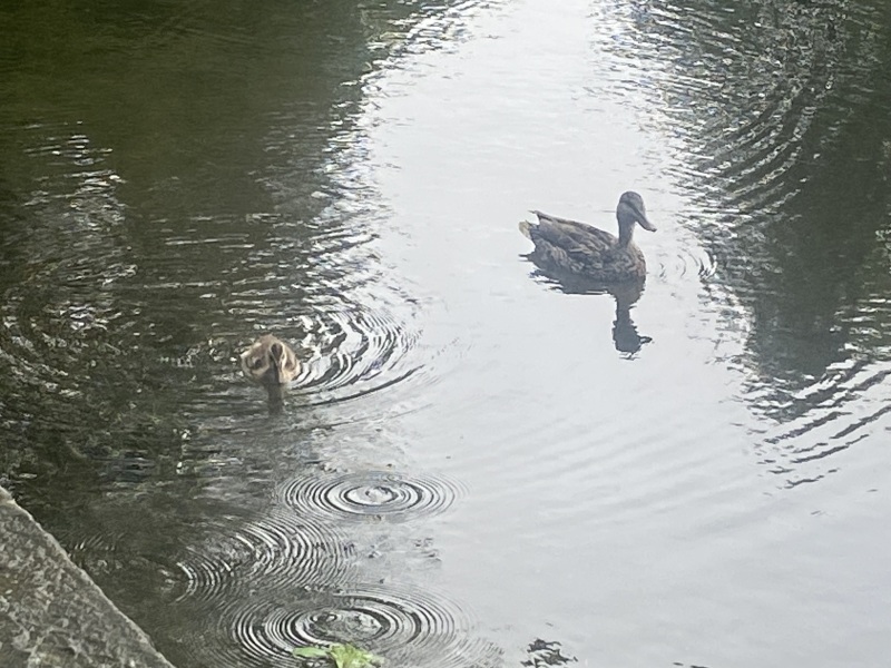 Come and tell me your dull and unexciting news 26: Calmly through the day 