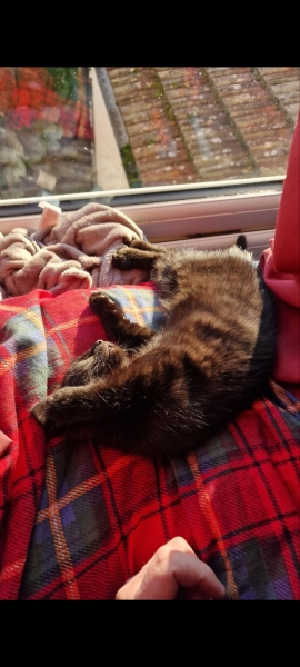 What breed is my kitten?