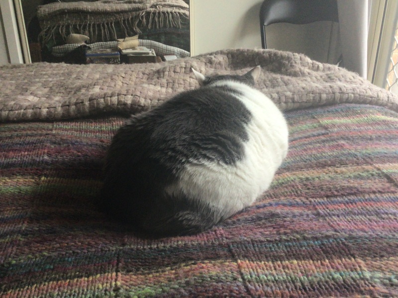 What's your pet doing right now?