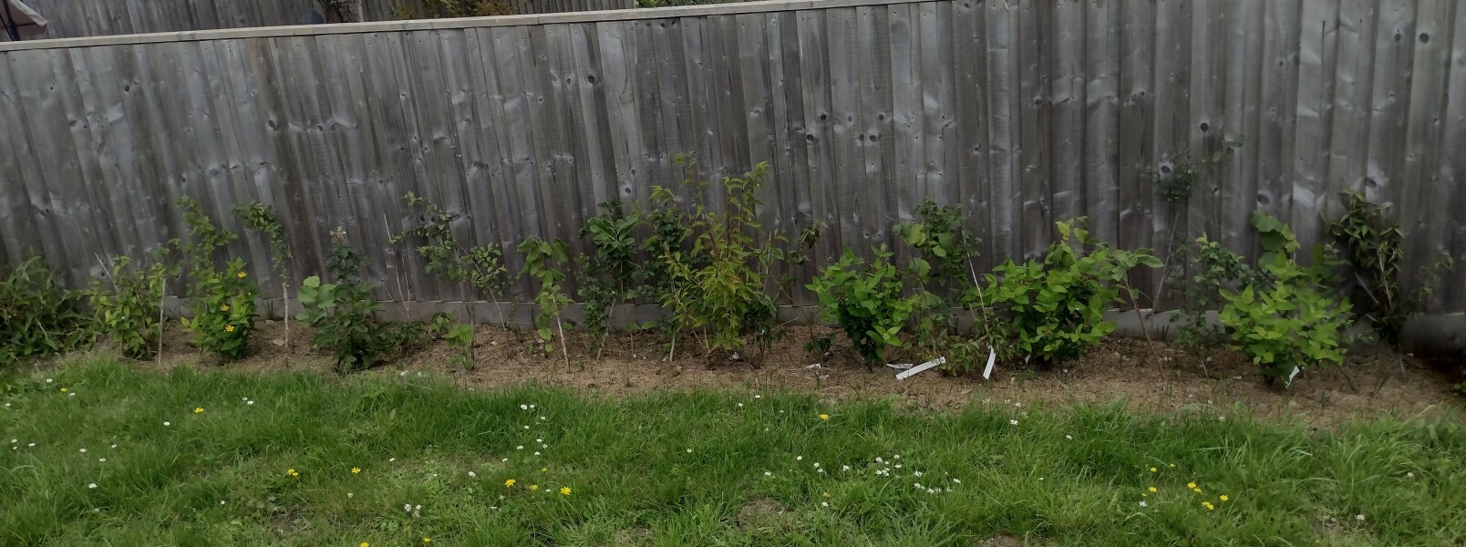 Bare root hedging - inspiration, tips, recommendations?