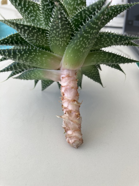 Troublesome succulent