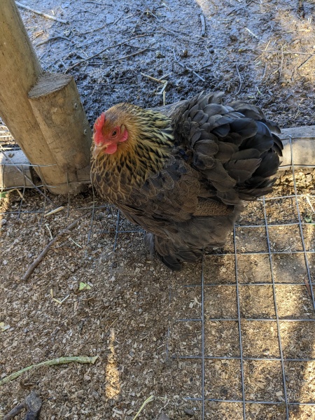 Does anyone keep chickens?