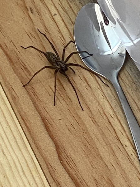 Look at this massive spider (pic warning)