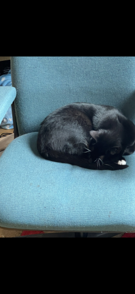 Cat has taken over office chair