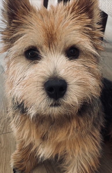 Pic included... my dog the dribbler..help!
