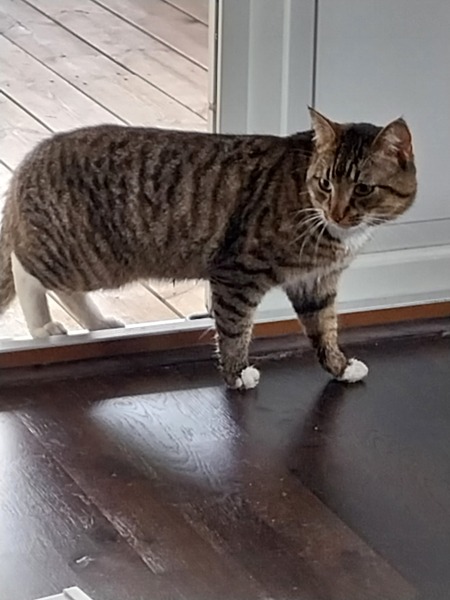 How do you recognise a stray?