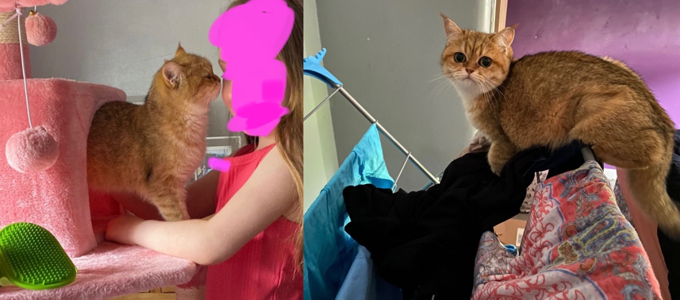Further Adventures of the Excellent Cats
