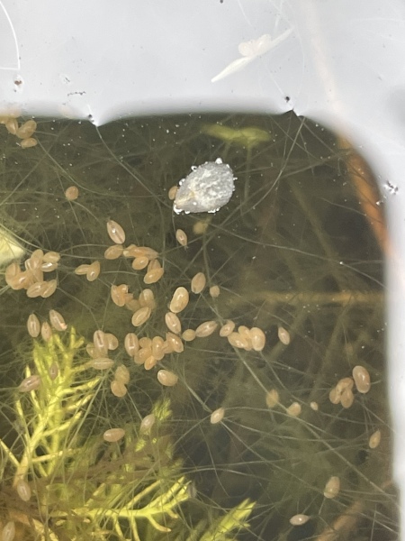 What are the critters in my patio pond?