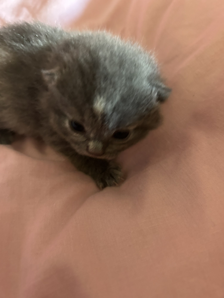 Cat just had kitten help