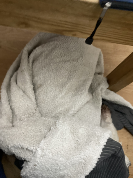 What's your pet doing right now?