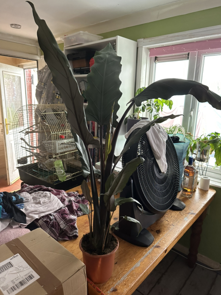 Big Indoor plant