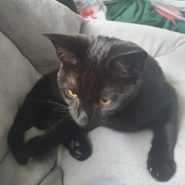 What's your pet doing right now?