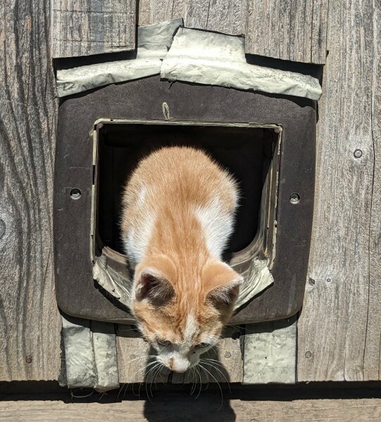 Moving on from Felix pouches (6m kitten)