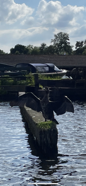 Anyone know what sea bird this is?