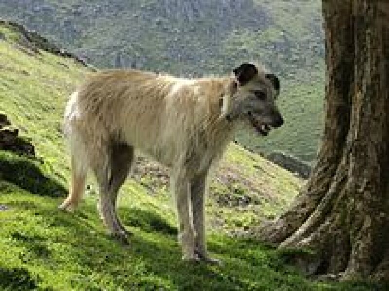 Timmy will be played by a border collie. Wrong. Just so wrong.