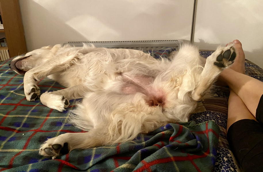 Puppy survival thread part 2