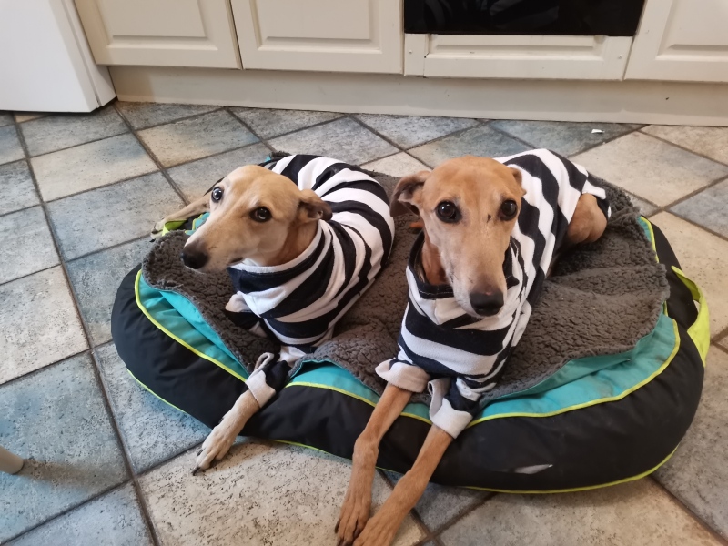 Judging someone for taking their dog for a walk in their pyjamas...