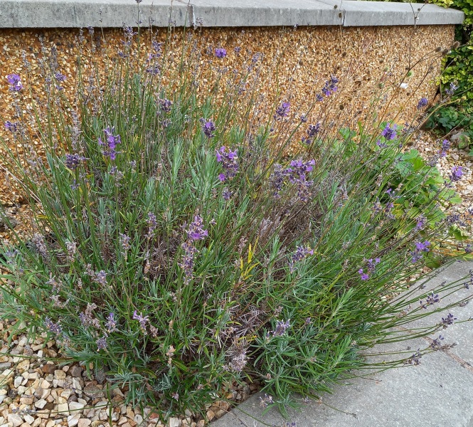 What is this plant?