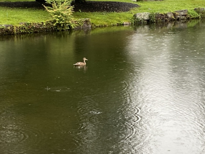 Come and tell me your dull and unexciting news 26: Calmly through the day 