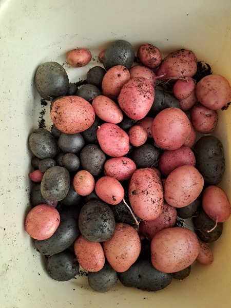 The Vegetable Patch Mark 2
