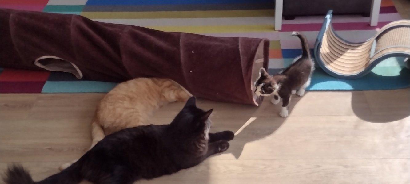 Further Adventures of the Excellent Cats