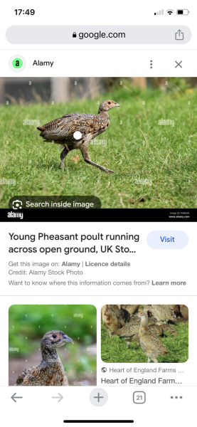 Are there any British wild birds that look like baby Emus?