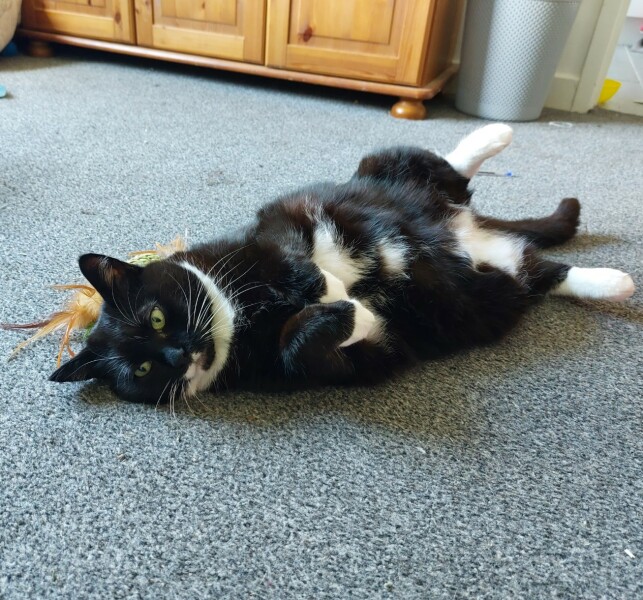 Rescue cat constantly pestering for food