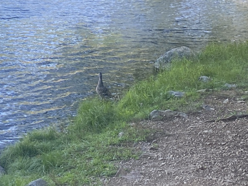 Come and tell me your dull and unexciting news 26: Calmly through the day 