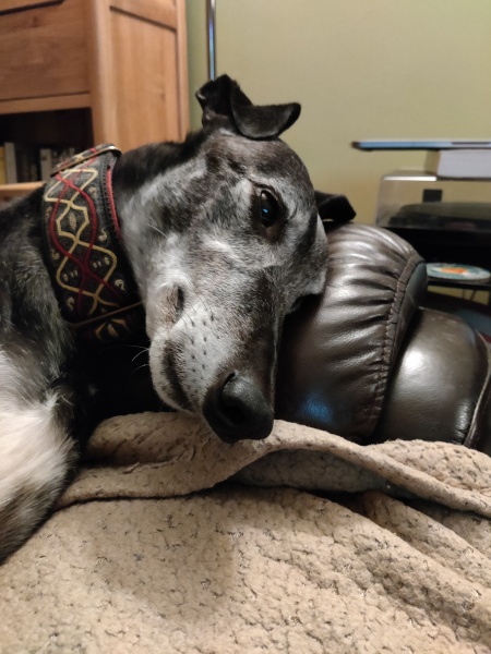 Greyhound Appreciation