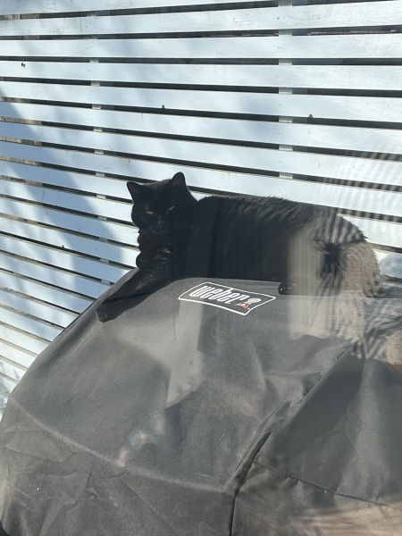 What's your pet doing right now?