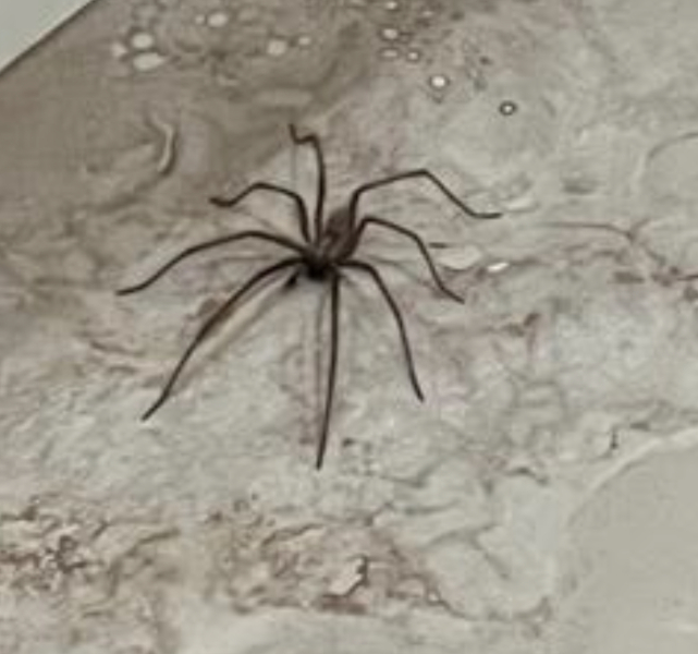 Can anyone identify this spider ***TW PHOTO***