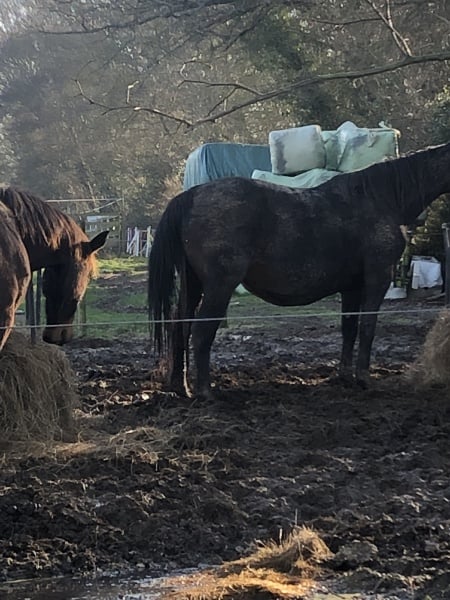 I'm a horse vet- ask me anything.