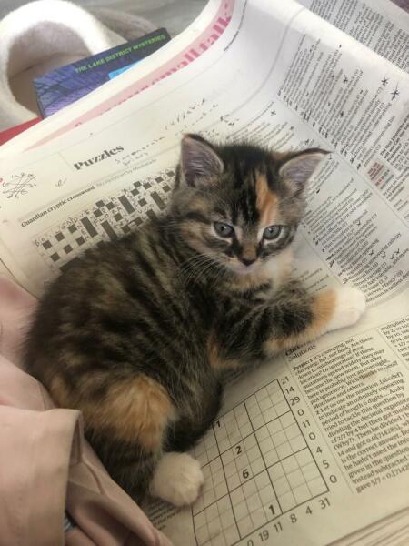How long should I restrict kitten to one room?