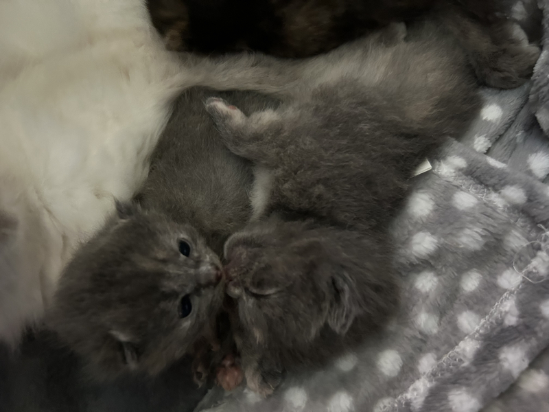Cat just had kitten help