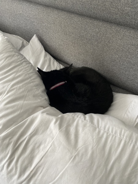 What's your pet doing right now?