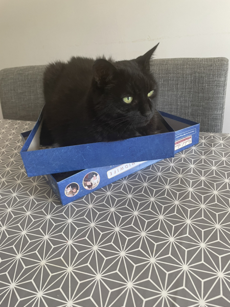 Further Adventures of the Excellent Cats