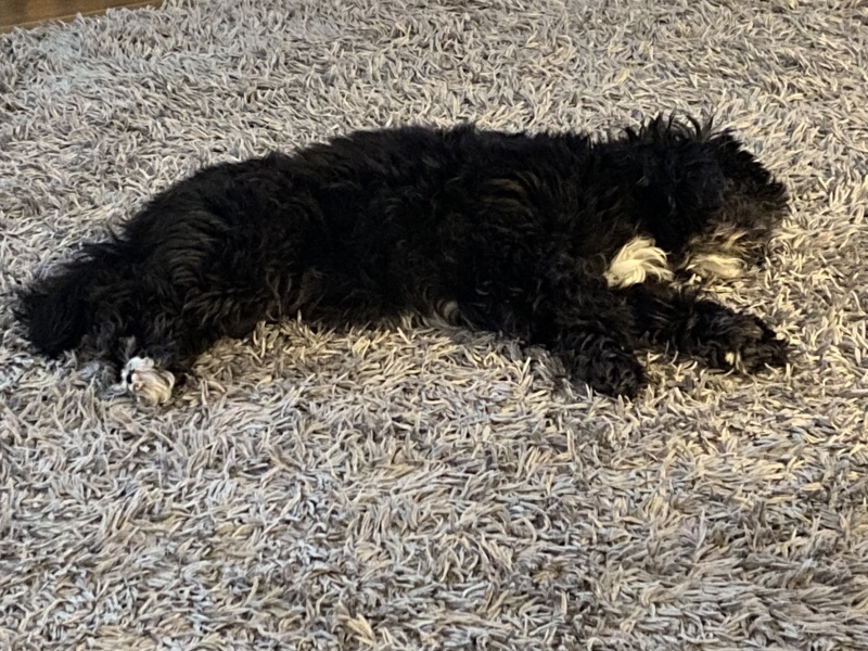 What's your pet doing right now?