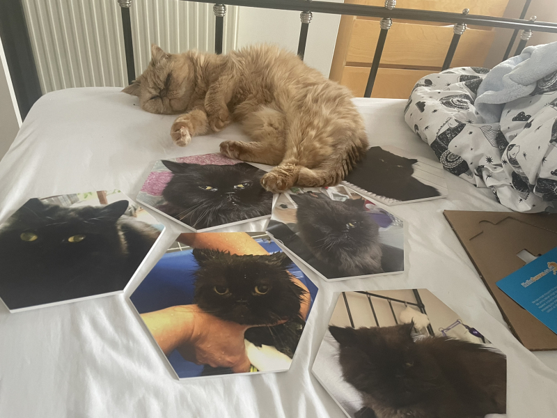 Further Adventures of the Excellent Cats