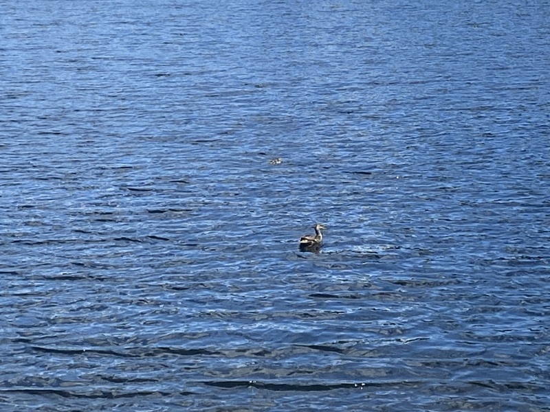 Come and tell me your dull and unexciting news 26: Calmly through the day 