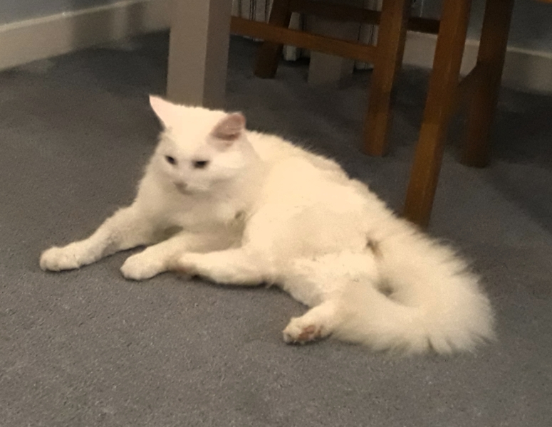 Further Adventures of the Excellent Cats